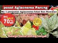 Grosir Aglaonema Parung ‼️Terlengkap dan bisa beli satuan/partai jual kembali,part 1.eps.1.424