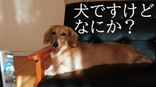 雪国に暮らす愛犬の冬のルーティン