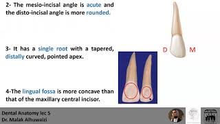 Dental Anatomy Lecture 5 ( Permanent Maxillay Lateral Incisor )