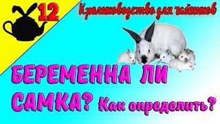 КАК ОПРЕДЕЛИТЬ БЕРЕМЕННА ЛИ КРОЛЬЧИХА? / Кролиководство для чайников 12