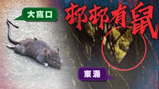 【on.cc東網】東方日報A1：房署賴完食署問路署　滅鼠3部門鬥卸