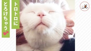 飼い主さんのフェイスマッサージでニャンコのお顔が…💕🐱 【PECO TV】