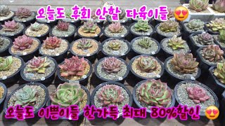 💝판매종료💝 12월 9일 월요일 캉캉다육 이쁜 아가들 최대80% 할인판매 많은참여 바랍니다 ❤️