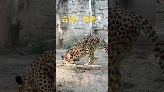 金塊！発見💡【猫のような猛獣チーター 204章】#多摩動物公園#shorts #チーター#cheetah