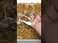 5000 worms vs quail