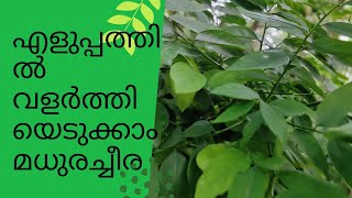 എളുപ്പത്തിൽ വളർത്തിയെടുക്കാം മധുരച്ചീര | How to Cultivate Chekurmanis