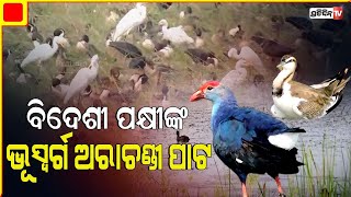 ବିଦେଶୀ ପକ୍ଷୀଙ୍କ ଭୂସ୍ବର୍ଗ ପାଲଟିଛି ଆରାଚଣ୍ଡୀ ପାଟ | Bird count begins at Banki