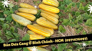 Bán Dưa Gang Số Lượng Lớn Ở Huyện Bình Chánh - TP.HCM (0971676097)