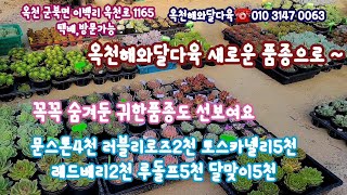 옥천해와달다육 농원속에있던 다육이들 노숙현장에서 소개🍁새로운품종및꼭꼭숨겨둔 다져진귀한품종도 있어요🍁중사이즈문스톤4천 토스카넬리5천등succulents  plant 多肉植物