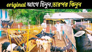 আগে চিনুন তারপর কিনুন || original ব্লাড লাইন ছাগল || How to do goat business || @Biswajitsardar