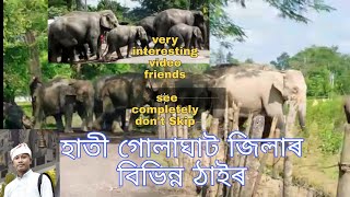 Elephant from Golaghat , Assam