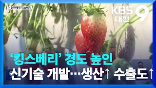 ‘킹스베리’ 경도 높인 신기술 개발…생산↑ 수출도↑ / KBS  2022.12.03.