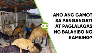 Ano ang Gamot sa Pangangati at Paglalagas ng Balahibo ng Kambing?