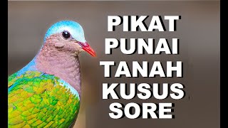 Suara pikat punai tanah ampuh bisa panggil burung delimukan | suara burung punai