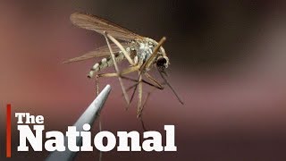 West Nile virus outbreak expected in Ontario, researchers say