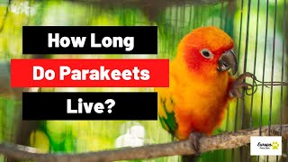 How Long Do Parakeets Live?