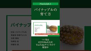 ☘279 ：【Q\u0026A】パイナップルの育て方｜果実を育てるためのポイントは？水やりや肥料などの管理方法もご紹介#Shorts