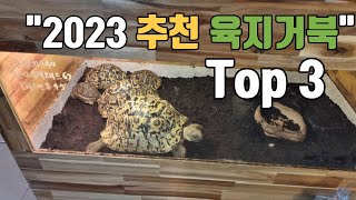 2023년 파충류샵 사장님이 추천하는 육지거북 TOP3