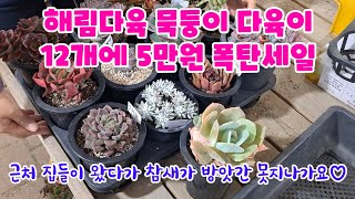 용인해림다육 묵둥이 다육이 12개에 5만원 폭탄세일 / 참새가 방앗간 못지나가요 / 세일하는 구간 붙어있는 가격 상관없이 12개에 5만원이예요 / #다육이 #다육이세일 #득템