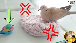 リラックスタイムを邪魔された時のハトの反応が凄すぎた＋今日の犬と鳥 #1581