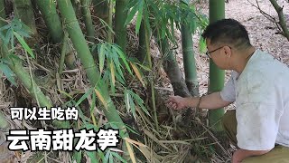 阿飛家的甜龍筍，挖起來就可以生吃的筍子 Sweet bamboo shoots