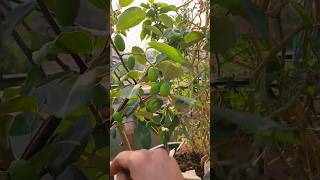 ఆపిల్బేర్ అదరహో | ఆకులు కనపడకుండా కాయలు #applebear #fruitplants #ushasgarden #ushaseshushorts #tips