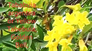 Tree and Flowers of Tababuia argentea or Yellow Tabebuia, Golden Bell, Silver Trumpet Tree