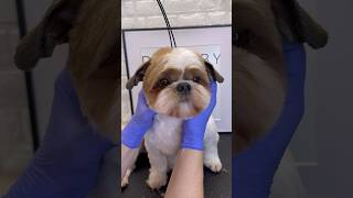 Shihtzu face grooming tips #doggroomingtips #shihtzu #dogs