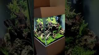 2ft x 2ft cube aquarium