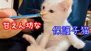 【野良子猫保護】威嚇してた野良子猫が今では膝の上でおやつを食べる様になって可愛すぎる