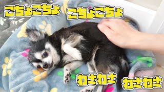 こちょこちょ わさわさ ふぅ～さん　🐶ひみつきちなう！#2🐶  (チワワ トイプードル ミニチュアダックス ビションフリーゼ マルチーズ)