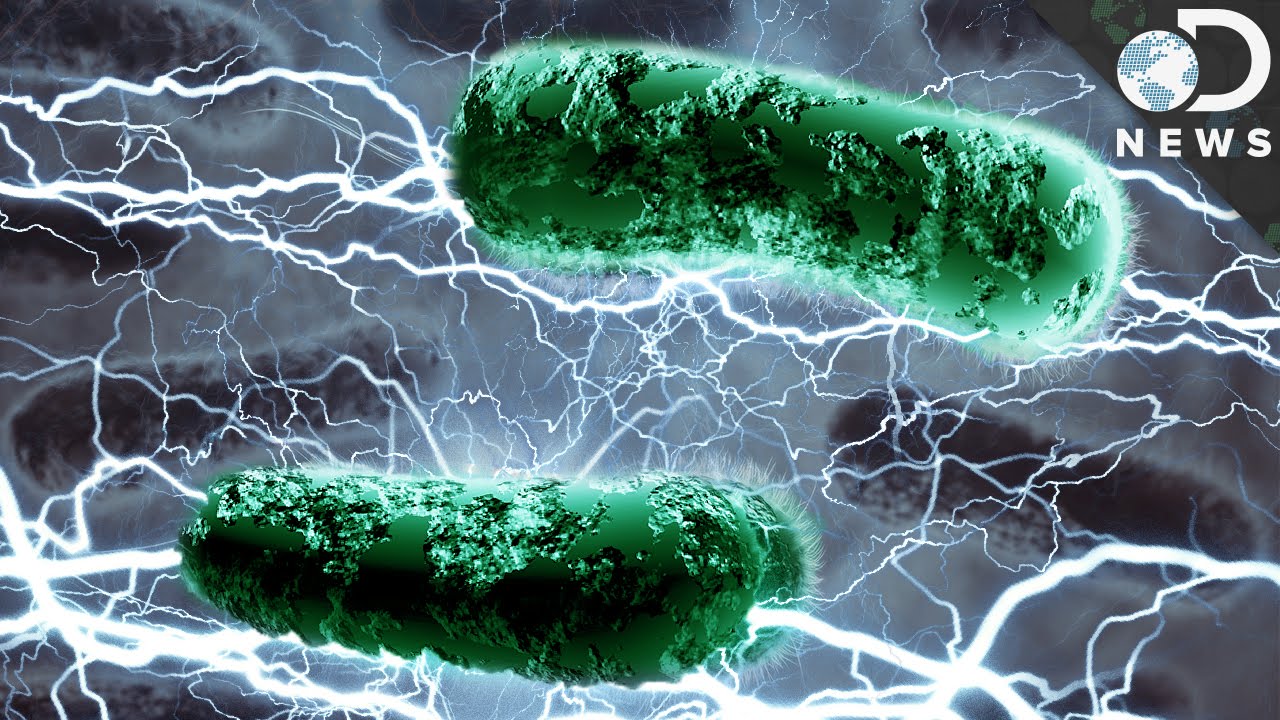 Can Bacteria Live Off Electricity? - YouTube