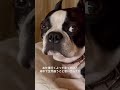 お出迎え猫の逆側のタイプ見送りしない犬【お仕事行くよシリーズ】 ボストンテリア bostonterrier お出迎え猫