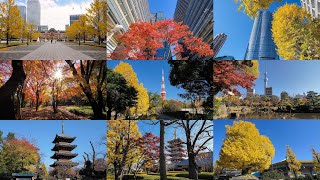 [4K] 秋の東京 紅葉散歩 Tokyo walk in Autumn with Gimbal