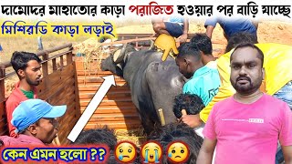 দামোদর মাহাতোর কাড়া পরাজিত হওয়ার পর বাড়ি যাচ্ছে ●  মিশিরডি কাড়া লড়াই ● Kara larai purulia 2022