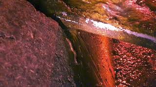 Monitoring fish passage