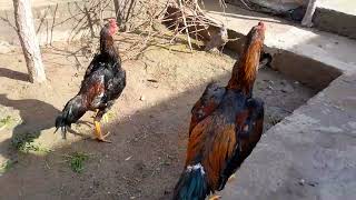 Rooster for sale. Aseel shamo. Vetnam india.