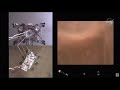Видео спуска ровера NASA Персеверанс на Марс, записанное с 5 камер. Perseverance landing footage