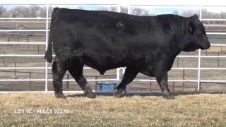 MAGS Bulls - Lot 1C