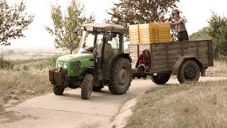 Harvest for Dry Wines in 2021 at Tokaj Hetszolo Organic Vineyards