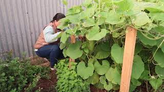 MY FIRST UPO (BOTTLE GOURD)HARVEST