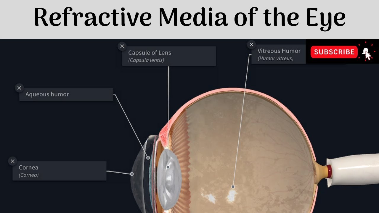 The Refractive Media Of The Eye | Cornea | Aqueous Humour | Lens ...