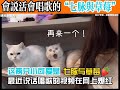 会说话会唱歌的猫，网友都说它们是“猫工智能” 萌宠 萌猫 喵