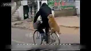 小狗坐自行车后（Dog sitting Bicycle）