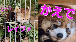 【カメラに気付き覗き込むレッサーパンダの　かえで、他・・・】～Nishiyama Zoo red pandas～