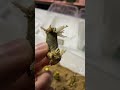 Insane Rooting Method Works Wonders!! How To Propagate Your Favorite Plants!