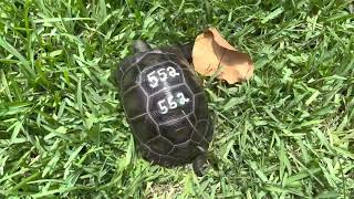 3 large Beautiful Aldabra tortoises great personalities.