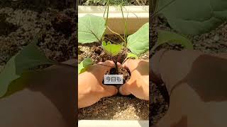 4/1ナスの植付け　良い苗の選び方と植付け方法　苗と植付けの状態で植付け後の成長と収穫量が大きく違います