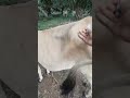 mati rasa‼️ sapi tidak terasa saat di suntik cow shorts animals