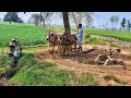 Old Technology of Bull Powered Water Wheel Irrigation System | Traditional Irrigation Method